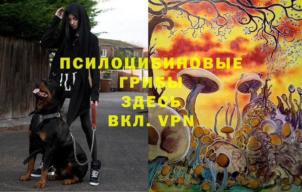 дмт Алзамай